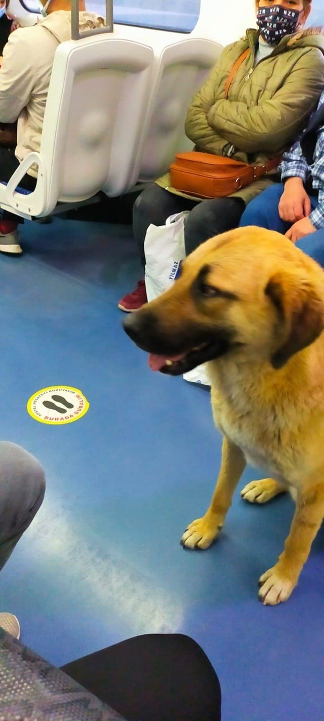 In this undated social media post, a user shares the images of Sam the dog on the IZBAN suburban rail in Izmir, western Turkey. This image was provided on April 12, 2021. (IHA Photo)