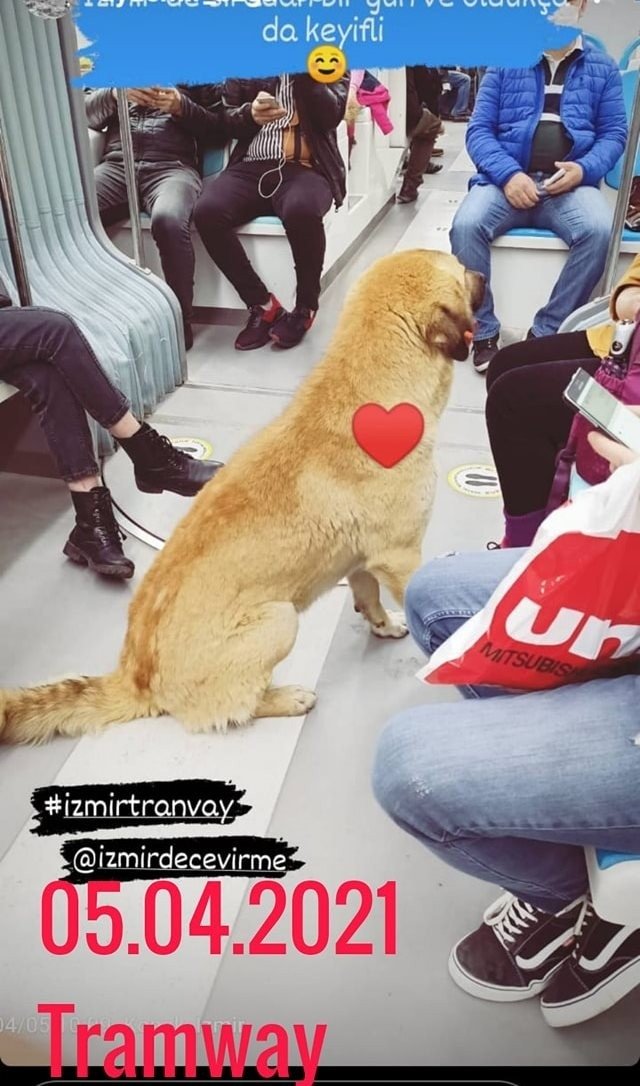 In this social media post shared on April 05, 2021, a user documents Sam the dog on Halkapınar - Fahrettin Altay tram in Izmir, western Turkey. This image was provided on April 12, 2021. (IHA Photo)