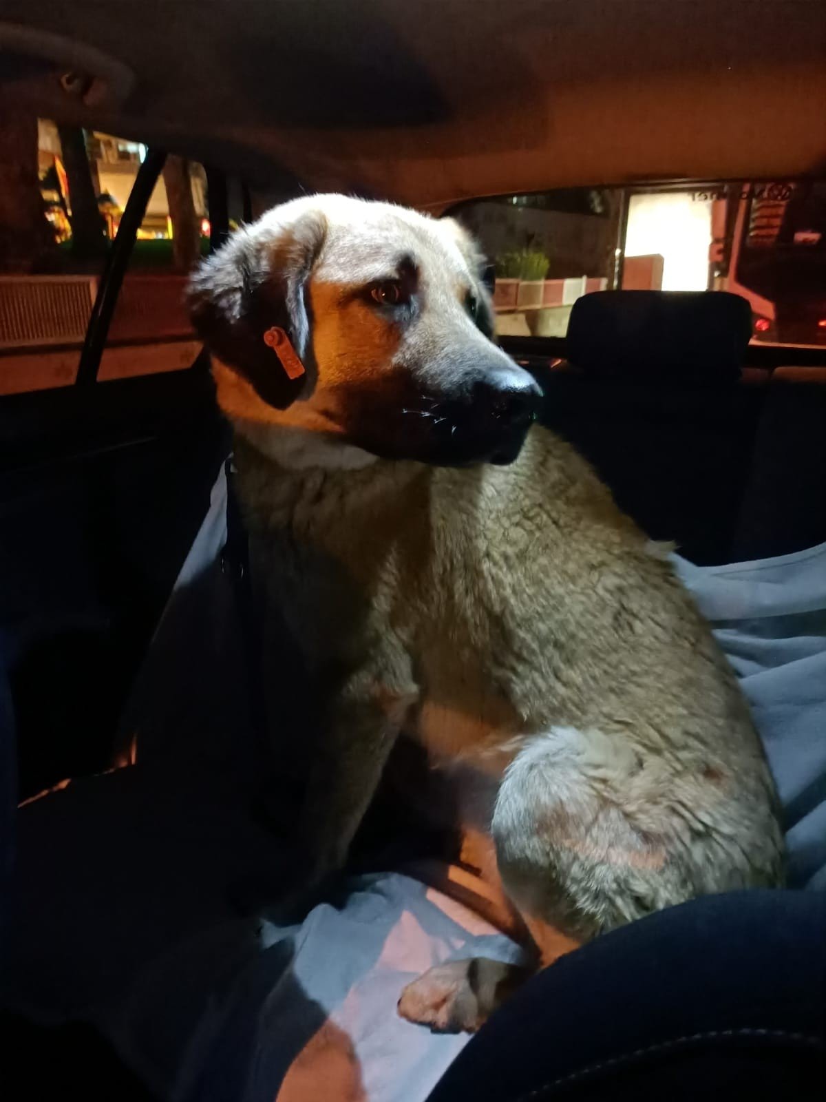 Sam the dog is seen in the back of a car for his final journey to his own neighborhood after being found by an activist, in Izmir, western Turkey, in this image provided on April 12, 2021. (IHA Photo)