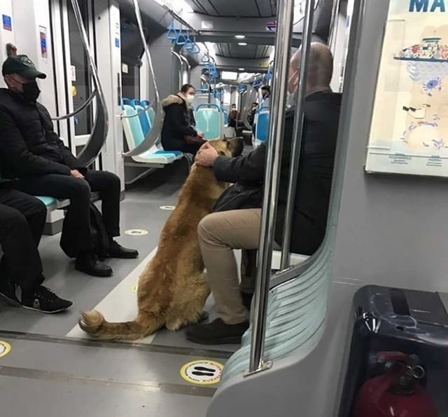 This undated social media post shows Sam the dog on the Halkapınar-Fahrettin Altay tram in Izmir, Turkey. The image was provided on April 12, 2021. (IHA Photo)