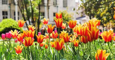 Tulips adorn a garden at the Topkapı Palace, Istanbul, Turkey. (Shutterstock Photo)