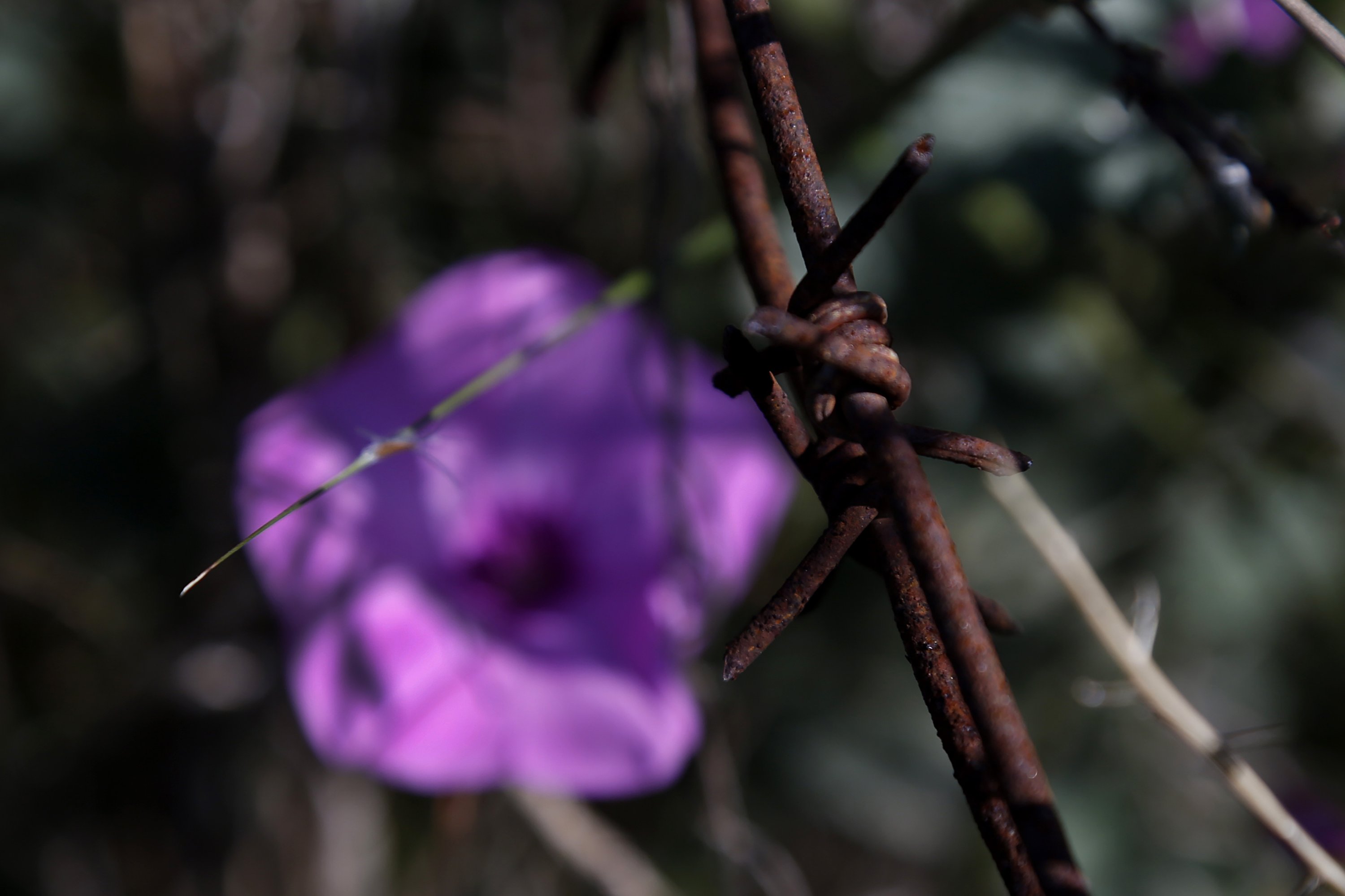A wildflower is seen through barbed wire inside the U.N.-controlled buffer zone that divides the Greek-controlled south and the Turkish-controlled north, on the island of Cyprus, March 26, 2021. (AP Photo)