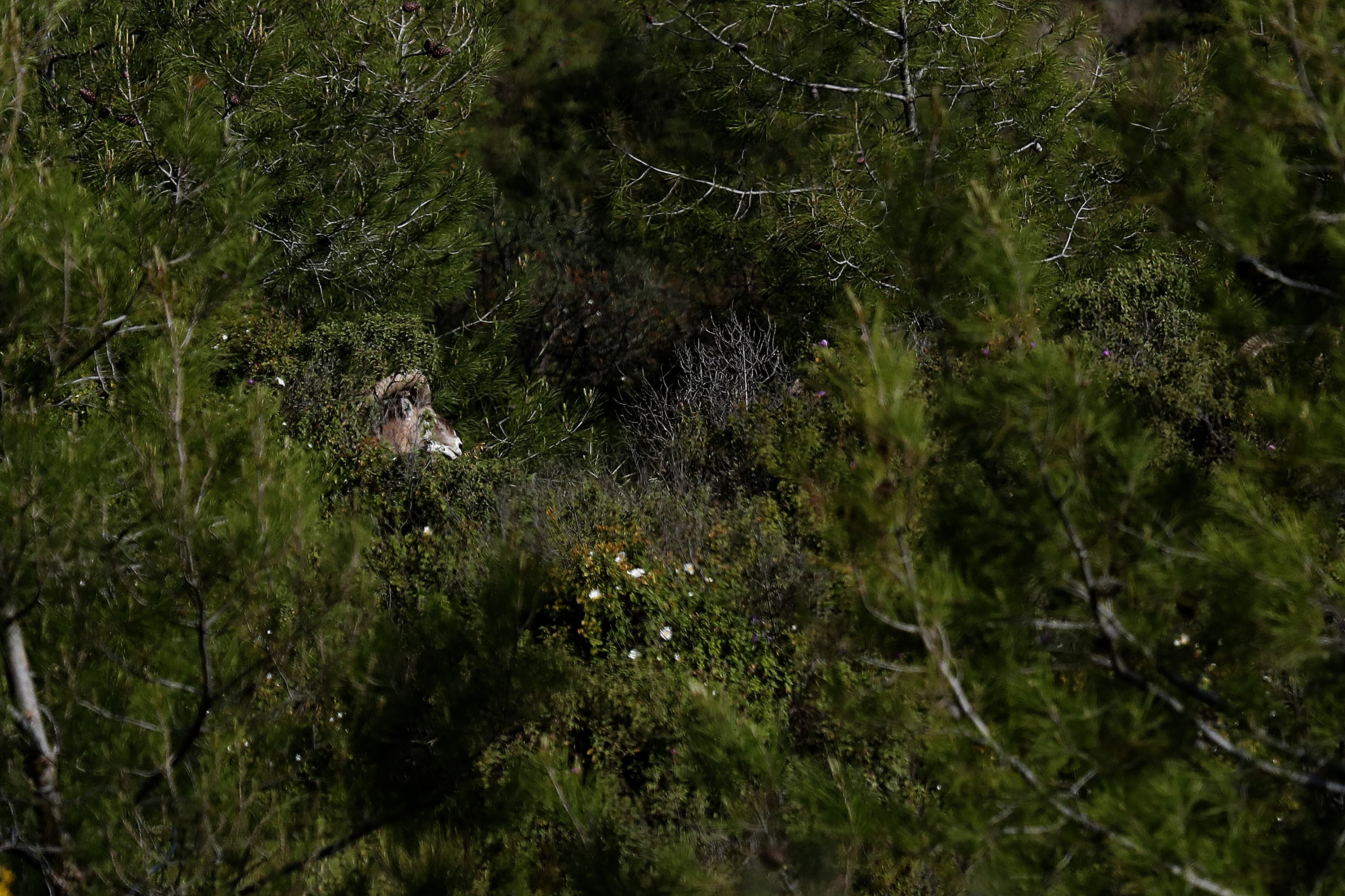 An endangered Mouflon sheep is seen in the forest near the abandoned village of Varisia, inside the U.N.-controlled buffer zone that divides the Greek-controlled south and the Turkish-controlled north, on the island of Cyprus, March 26, 2021. (AP Photo)