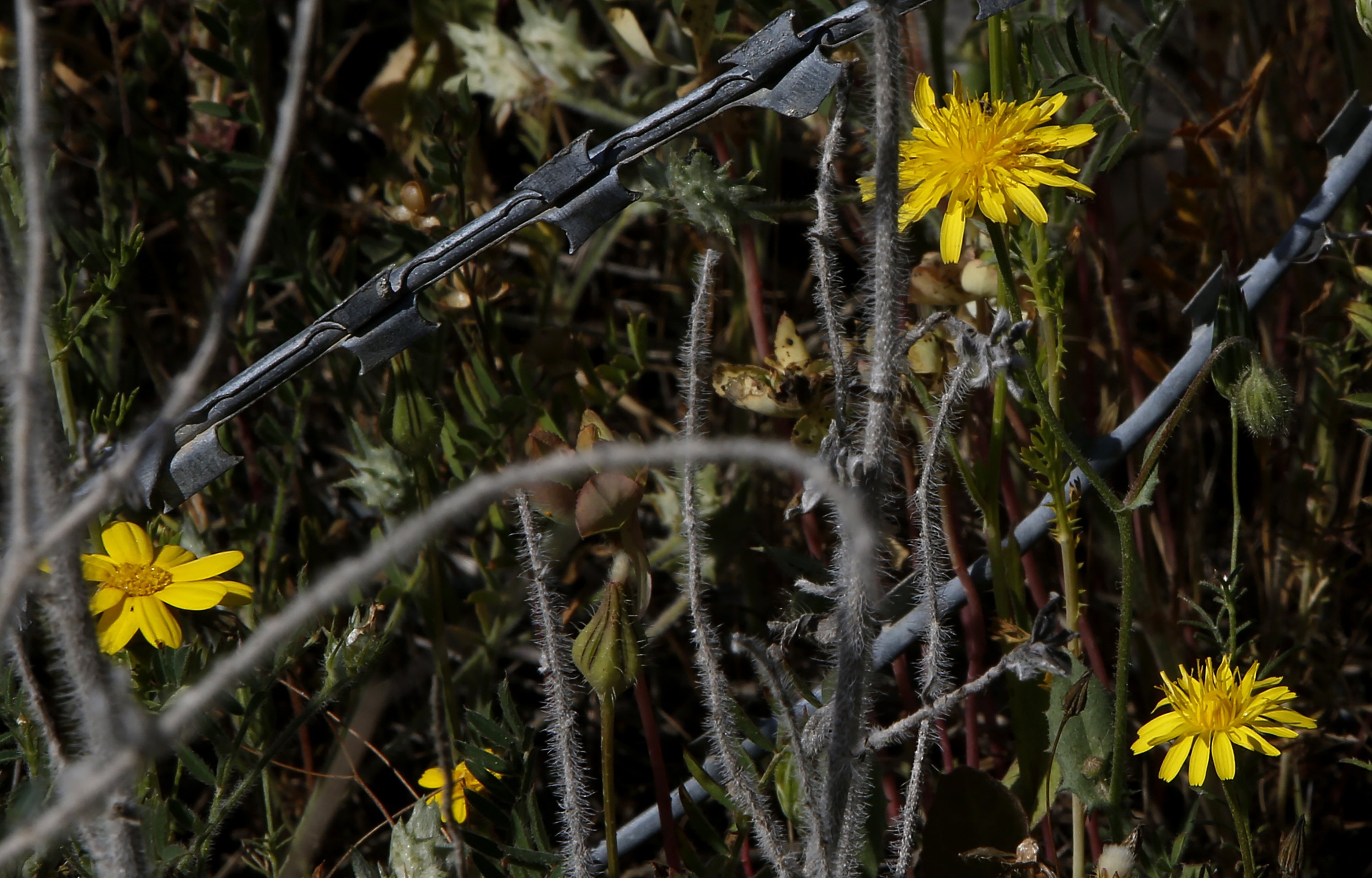 Wildflowers are seen through barbed wire inside the U.N.-controlled buffer zone that divides the Greek-controlled south and the Turkish-controlled north, on the island of Cyprus, March 26, 2021. (AP Photo)