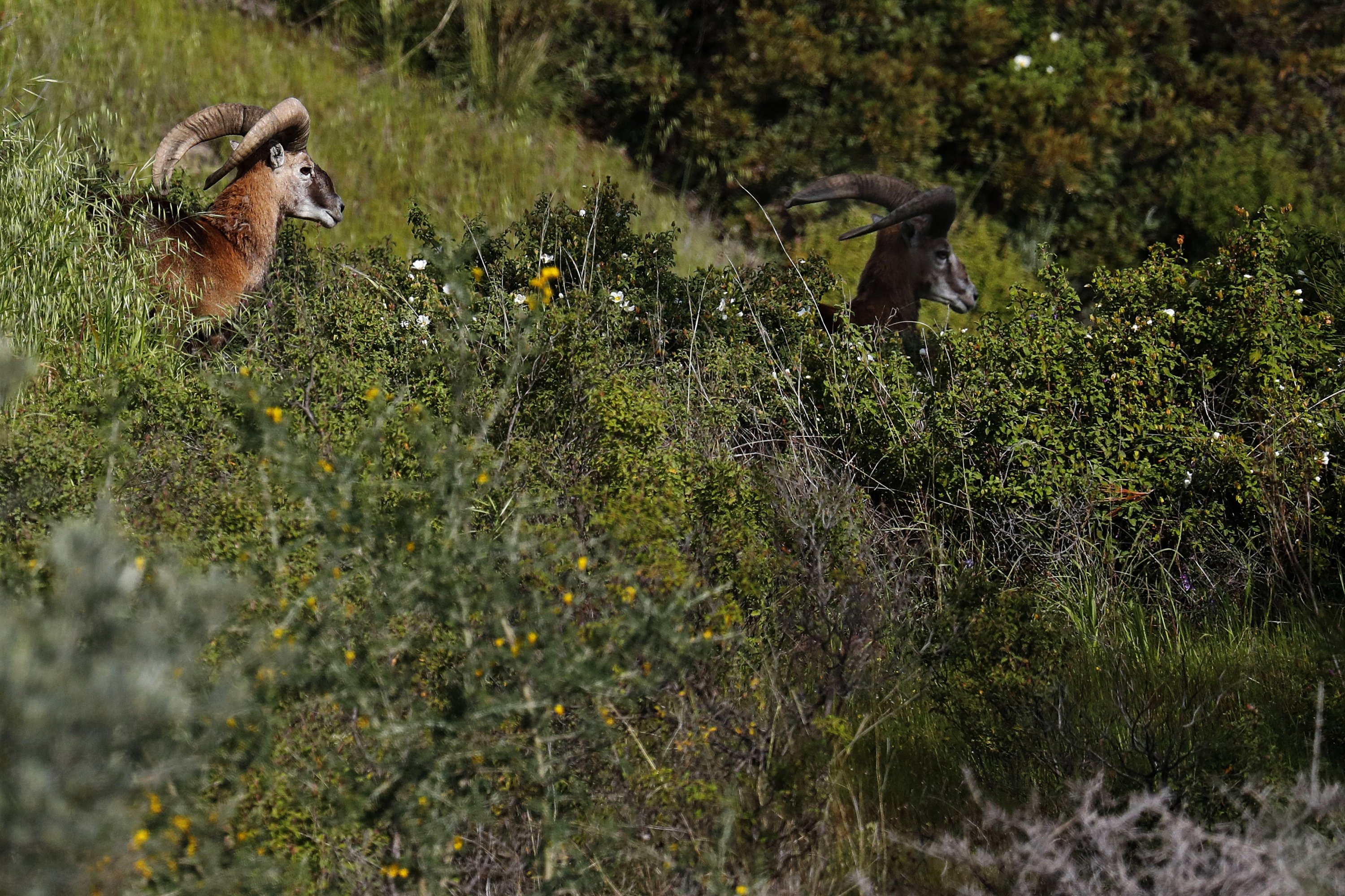 Two endangered Mouflon sheep are seen in the forest near the abandoned village of Varisia, inside the U.N.-controlled buffer zone that divides the Greek-controlled south and the Turkish-controlled north, on the island of Cyprus, March 26, 2021. (AP Photo)