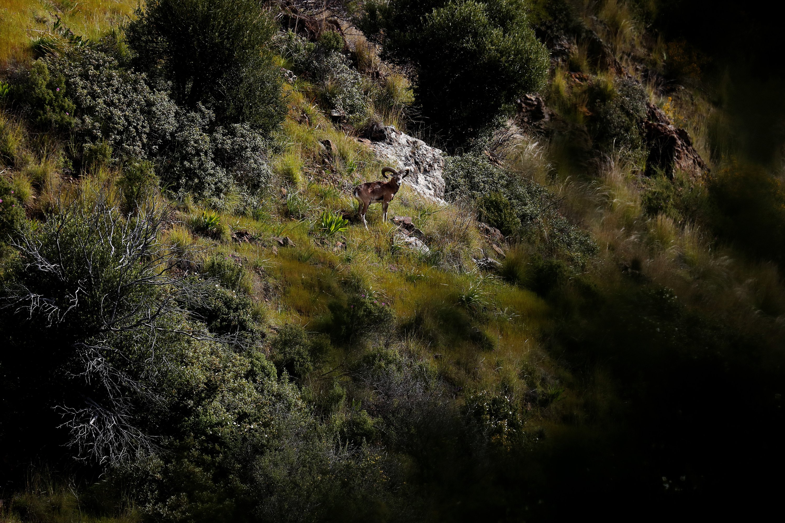 An endangered Mouflon sheep stands in the forest near the abandoned village of Varisia, inside the U.N.-controlled buffer zone that divides the Greek-controlled south and the Turkish-controlled north, on the island of Cyprus, March 26, 2021. (AP Photo)