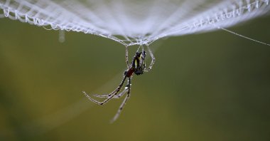 Dewdrops gather on a spider as it rests on its web in the early morning in Lalitpur, Nepal, Oct. 11, 2011. (Reuters Photo)