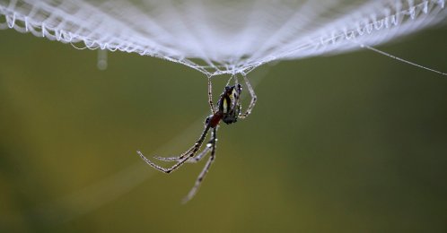Dewdrops gather on a spider as it rests on its web in the early morning in Lalitpur, Nepal, Oct. 11, 2011. (Reuters Photo)