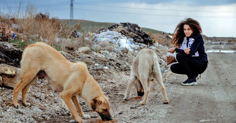 Painter Şeyma Kayan feeds stray dogs in central Konya, Turkey, April 13, 2021. (AA Photo)