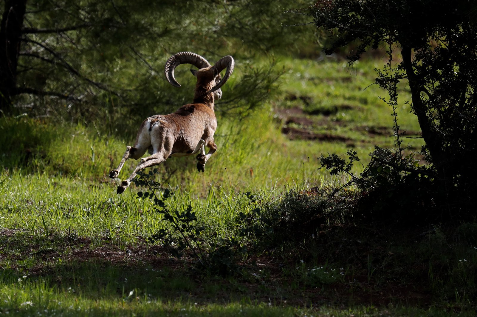 An endangered Mouflon sheep runs in the forest near the abandoned village of Varisia, inside the U.N.-controlled buffer zone that divides the Greek-controlled south and the Turkish-controlled north, on the island of Cyprus, March 26, 2021. (AP Photo)