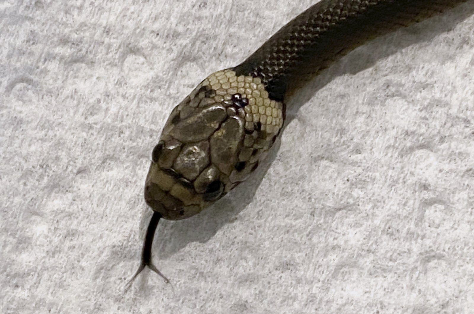 In this photo provided by Wildlife Information, Rescue and Education Service (WIRES), a Pale-headed snake is photographed in Sydney, Australia, April 15, 2021. (AP Photo)