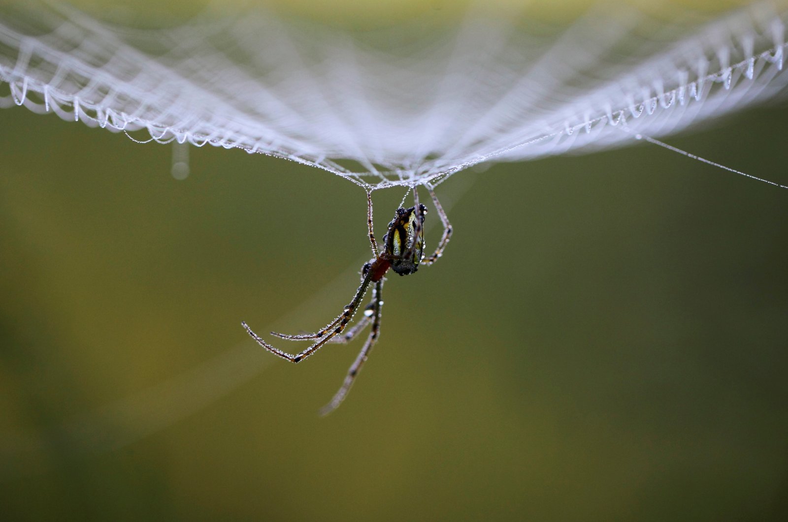 Dewdrops gather on a spider as it rests on its web in the early morning in Lalitpur, Nepal, Oct. 11, 2011. (Reuters Photo)
