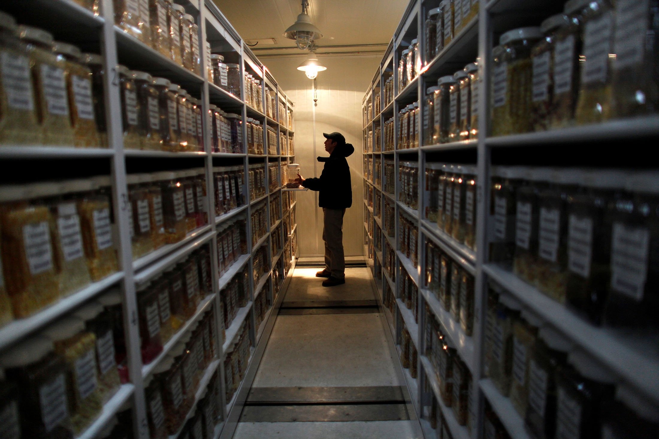 A scientist stands in a storage room for grains in the International Maize and Wheat Improvement Center (CIMMYT) in El Batan on the outskirts of Mexico City, Mexico, Aug. 31, 2010. (REUTERS Photo)
