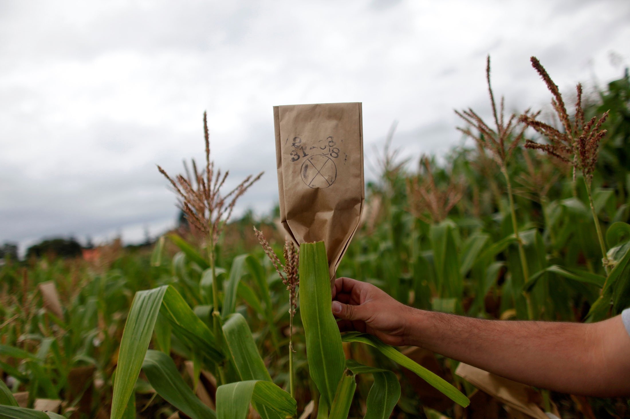 A scientist puts up a marker in a maize field at the International Maize and Wheat Improvement Center (CIMMYT) in El Batan on the outskirts of Mexico City, Mexico, Aug. 31, 2010. (REUTERS Photo)