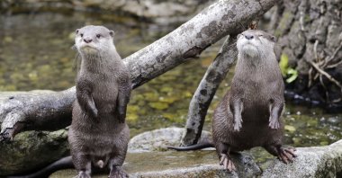 Asian small-clawed otters wait for their lunch at the Woodland Park Zoo, closed for nearly three months because of the coronavirus outbreak, in Seattle, Washington, U.S., May 26, 2020. (AP Photo)