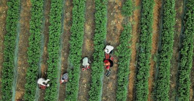 Farmers are seen in the Türkoğlu district of the southern province of Kahramanmaraş, Turkey, May 27, 2020. (AA Photo)