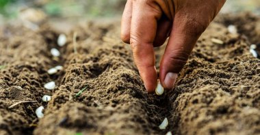 Come spring, you'll see many Turks plant pumpkin seeds, zucchinis and peas in their vegetable gardens.  (Shutterstock Photo)