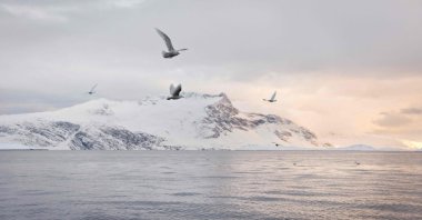 Seagulls fly near the boat of independent fisherman Lars Heilmann fishing for halibut in the Nuuk Fjord, near Nuuk, Greenland, March 20, 2021.  (AFP Photo)