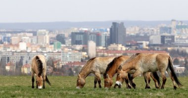 A herd of endangered Przewalski's horses grazes on a meadow inside of a breeding enclosure in Prague, Czech Republic, April 22, 2021. (REUTERS Photo)