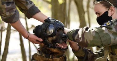 A French soldier adjusts a special helmet for her dog, which can receive instructions remotely and carry a camera, during a day of training to show their skills at a military camp in Draguignan, southeastern France, April 1, 2021. (AFP Photo)