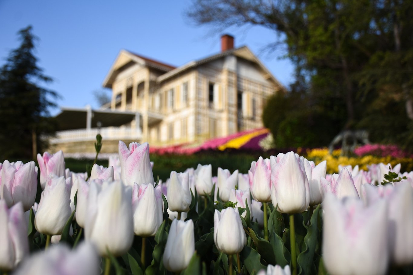 Tulips in Emirgan Grove, Istanbul, Turkey, April 28, 2021. (AA Photo) 