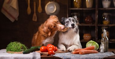 However enticing some foods may seem to canines, there are many that can be dangerous to their health. (Shutterstock Photo)