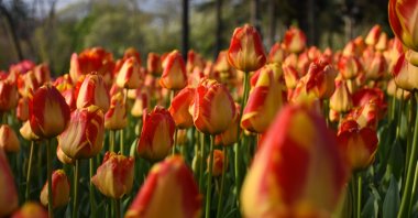 Tulips in Emirgan Grove, Istanbul, Turkey, April 28, 2021. (AA Photo) 