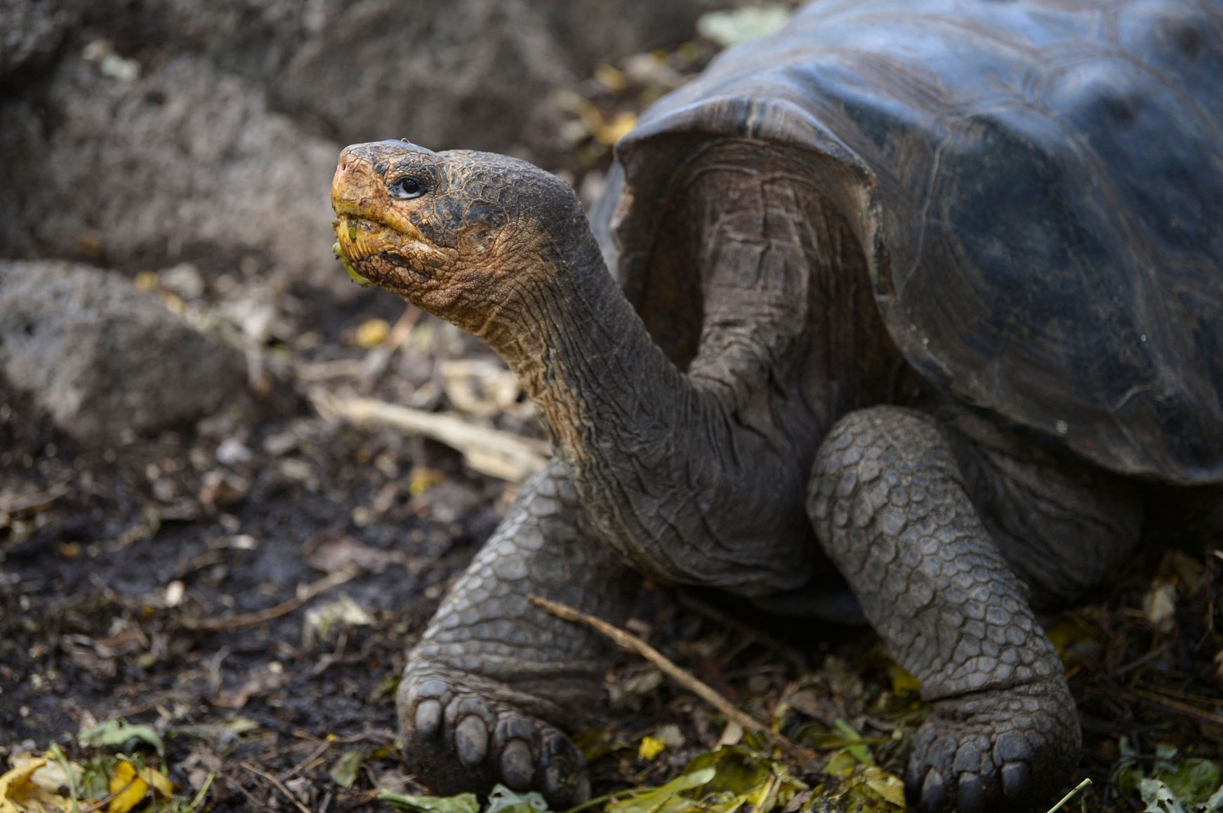 Pandemic Puts Galapagos Tourism Science On Pause Daily Sabah   111322 