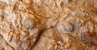 Marine fossil remains sit on a rocky terrain in Elazığ, Turkey, April 29, 2021. (AA Photo)