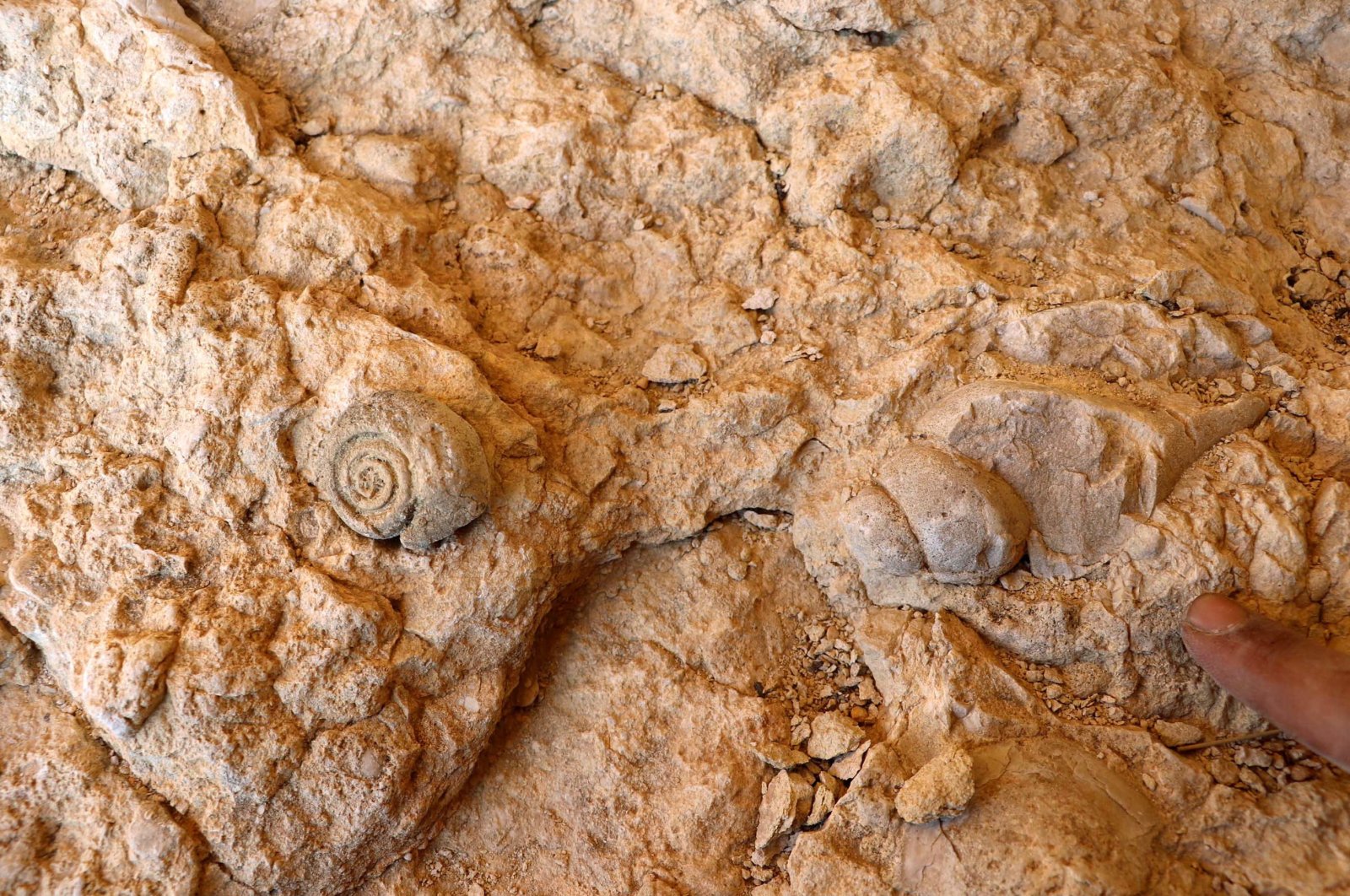 Marine fossil remains sit on a rocky terrain in Elazığ, Turkey, April 29, 2021. (AA Photo)