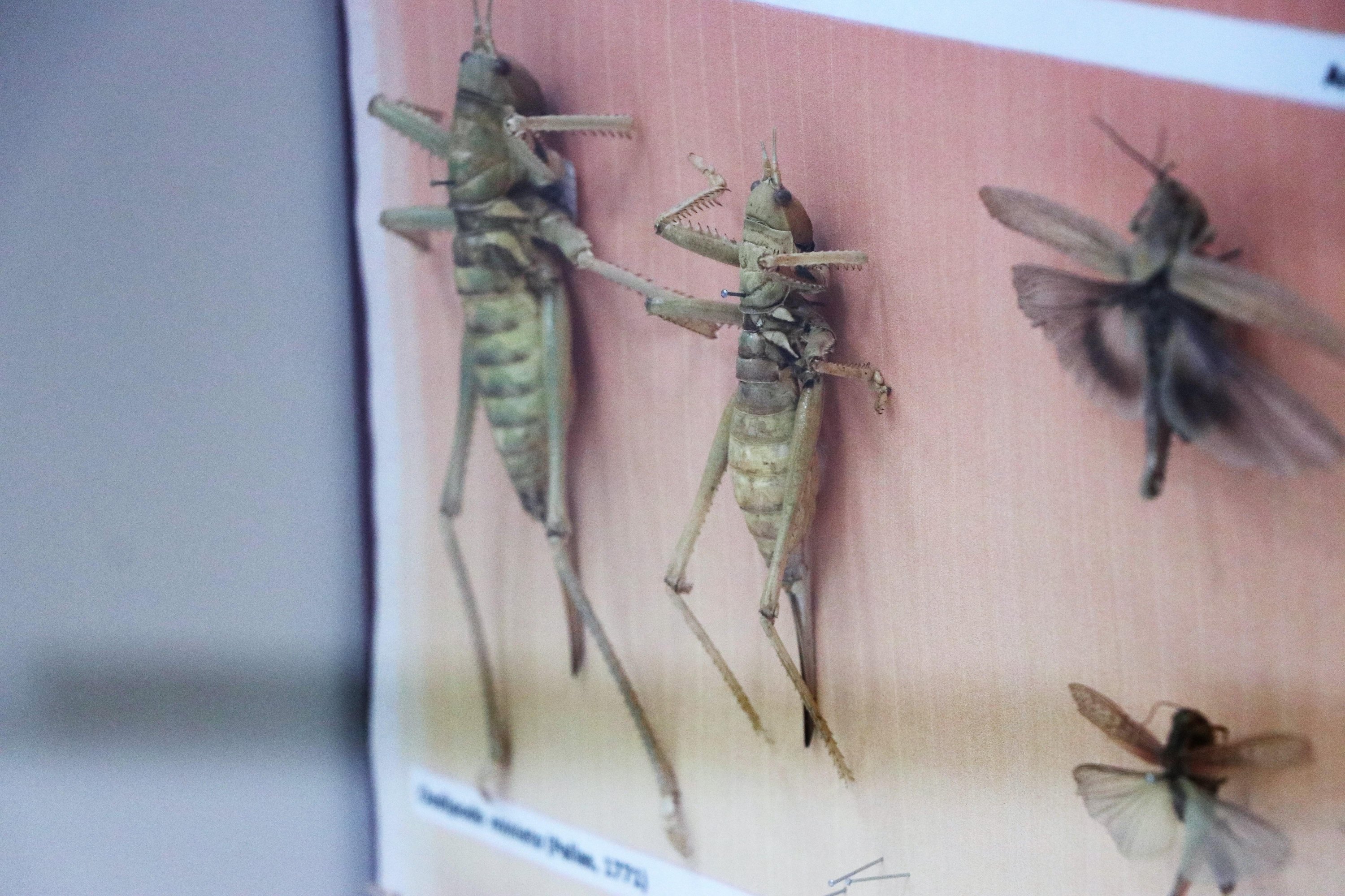 Various species of desert locusts, in Diyarbakır, Turkey, April 30, 2021. (DHA Photo)