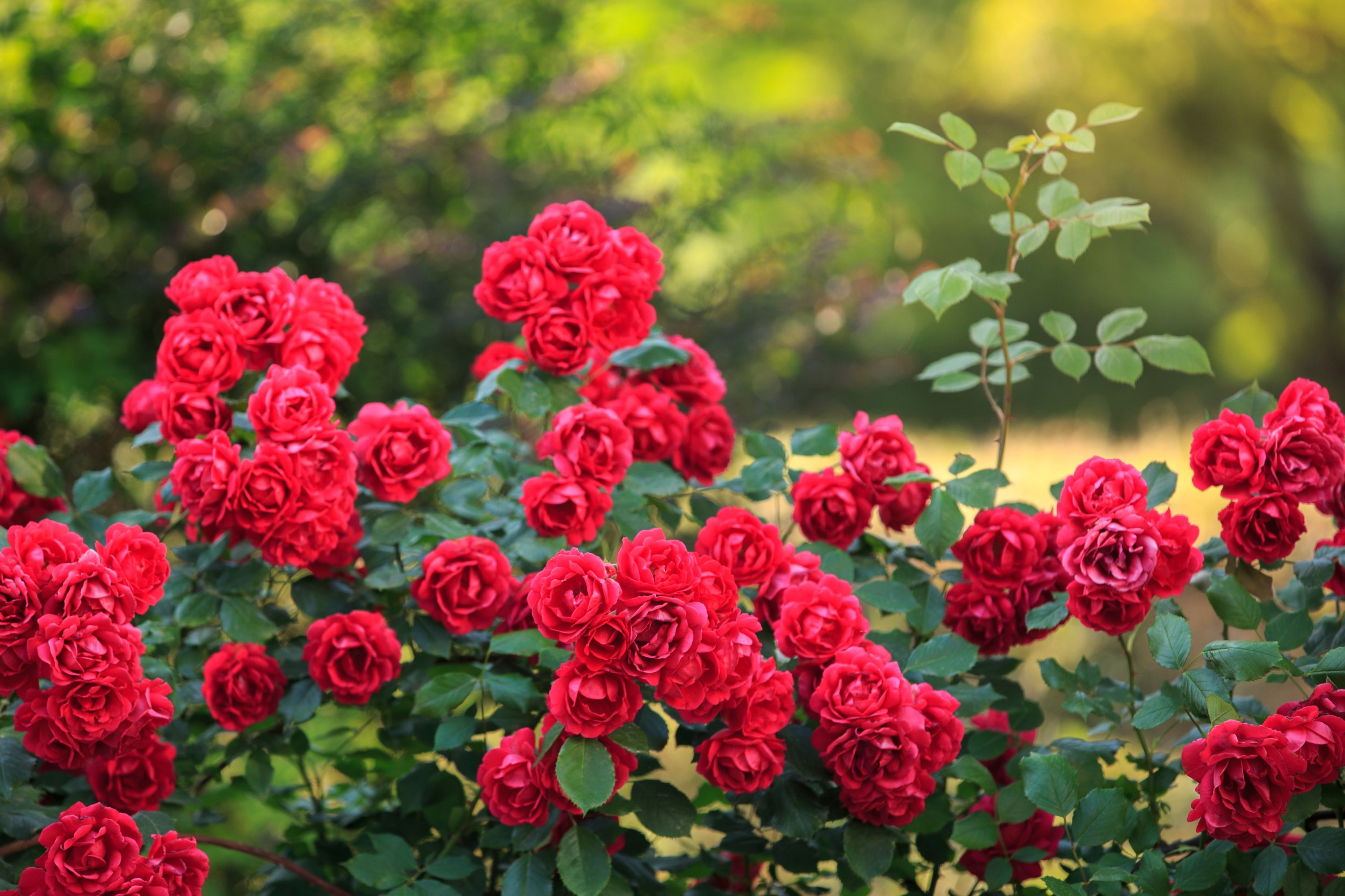 Roses were mentioned in the Ottoman literature and used in patterns decorating miniature, clothing, cosmetics and medicine. (Shutterstock Photo) 