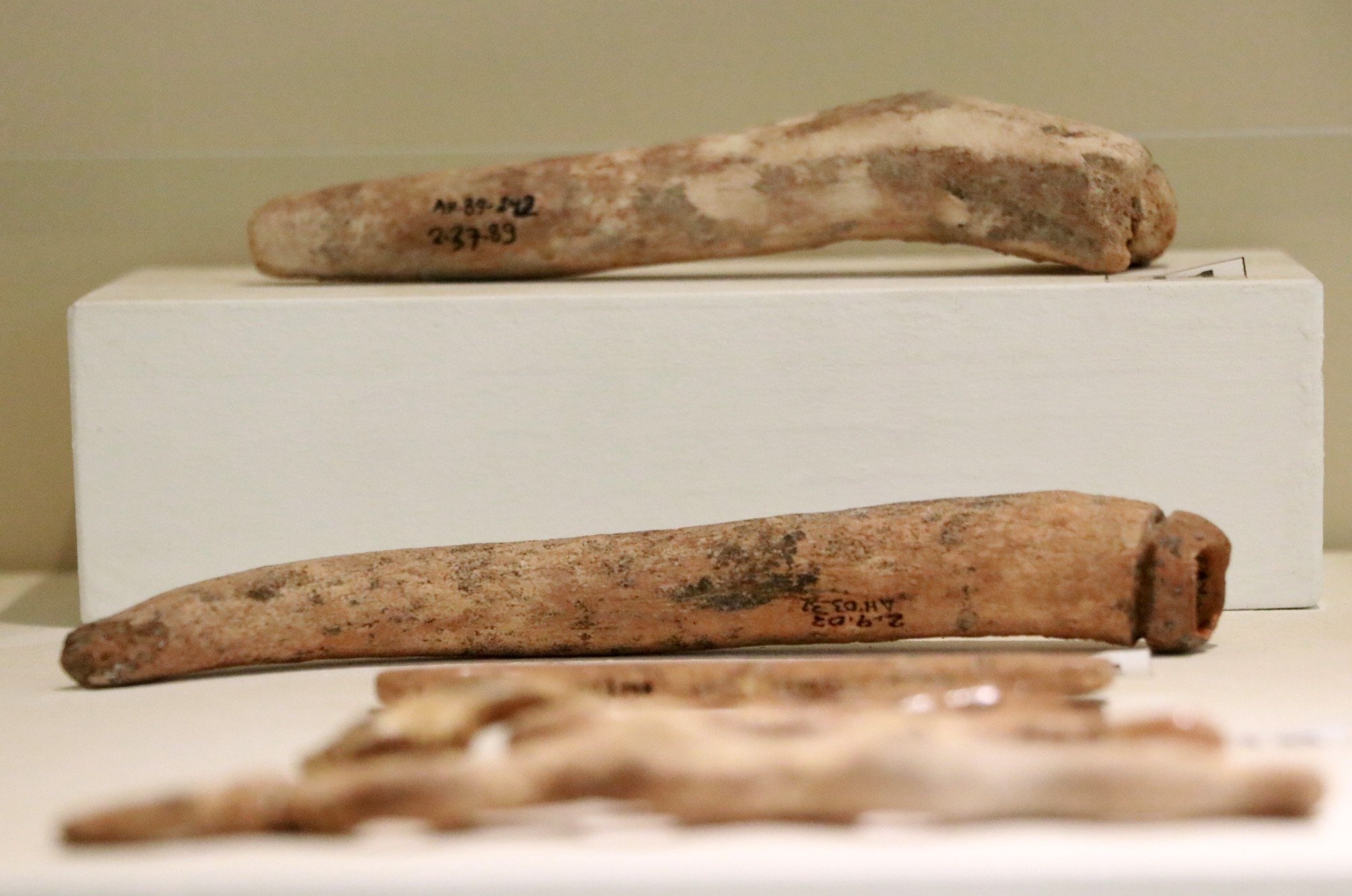 Some bones unearthed at Aşıklı Höyük on display at Aksaray Museum, Aksaray, Turkey, May 1, 2021. (IHA Photo)
