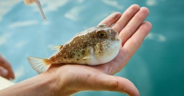 An example of the invasive toadfish that haunts Turkey's Mediterranean Sea, May 4, 2021. (IHA Photo)