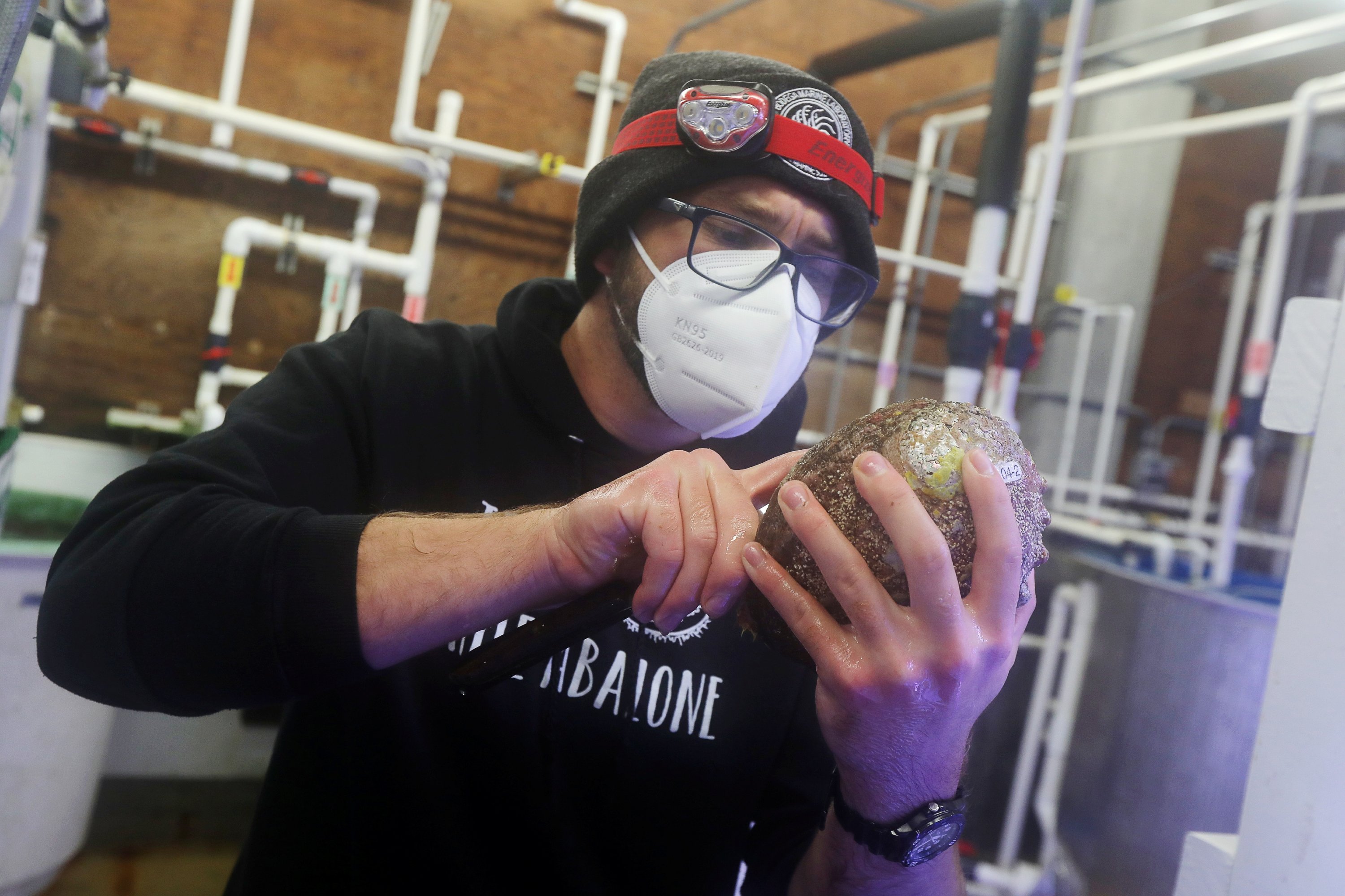 Lab technician Evan Tjeerdema measures a white abalone at the University of California