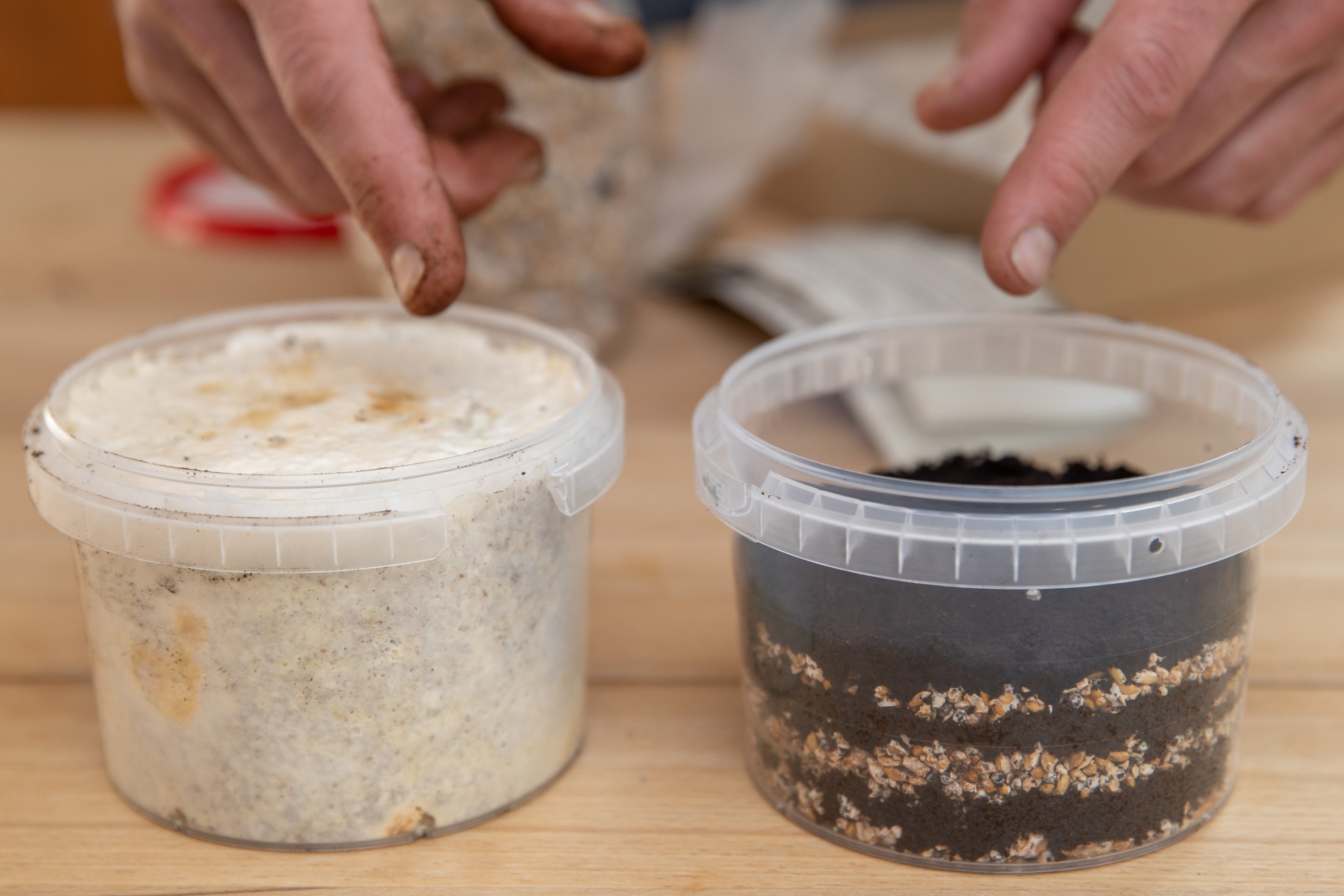 Ralph Haydl points to an oyster mushroom cultivation set with a coffee ground-based substrate (R) and, in contrast, another set already in an advanced stage of growth. (Getty Images)