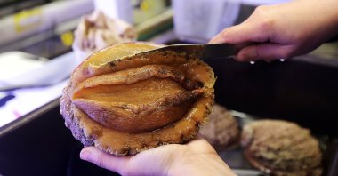 A white abalone sea snail is examined prior to a spawning event at the University of California's Davis Bodega Marine Laboratory in Bodega Bay, California, U.S., March 18, 2021. (Reuters Photo)