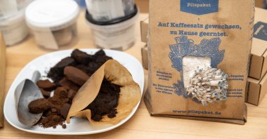 Pigeon blue oyster mushrooms sprout in a substrate of old coffee grounds in a growing set produced by Ralph Haydl, Bavaria, Nuremberg, Germany, April 19, 2021. (Getty Images)