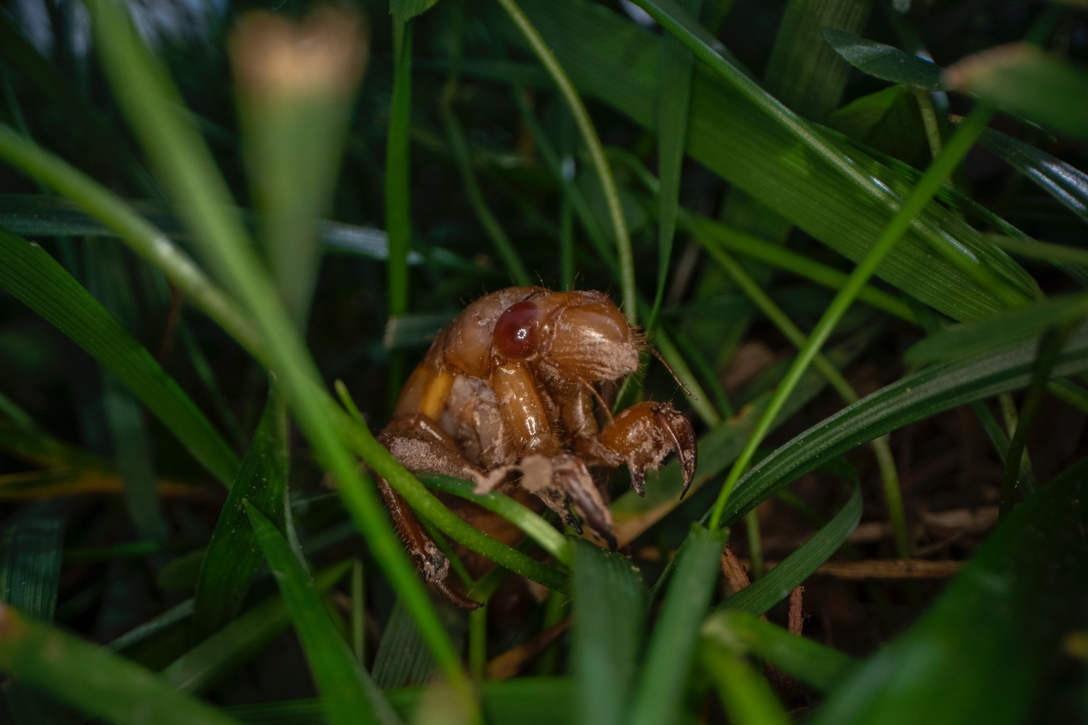 A cicada nymph moves in the grass, in Frederick, Maryland, U.S., May 2, 2021. (AP Photo)