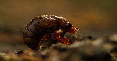 A cicada nymph sits on the ground in Frederick, Maryland, U.S., May 2, 2021. (AP Photo)