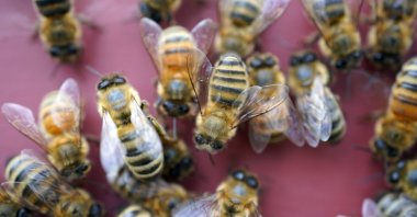 Beekeeper Joe Moncecchi's bees enter a hive as he inspects and cleans his hives at Hancock Shaker Village in Pittsfield, Mass., U.S., April 28, 2021. (AP Photo)