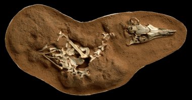 The fossilized skeleton of the small bird-like dinosaur Shuvuuia deserti is seen in this undated handout image. (Reuters Photo)