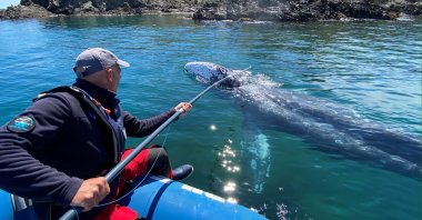 Thierry Auga-Bascou, scientist and member of the French Biodiversity Agency, takes a skin sample of Wally, the 15-month-old gray whale, swimming in the Mediterranean Sea past the coast of Argeles-Sur-Mer, France, May 6, 2021. (Reuters Photo)