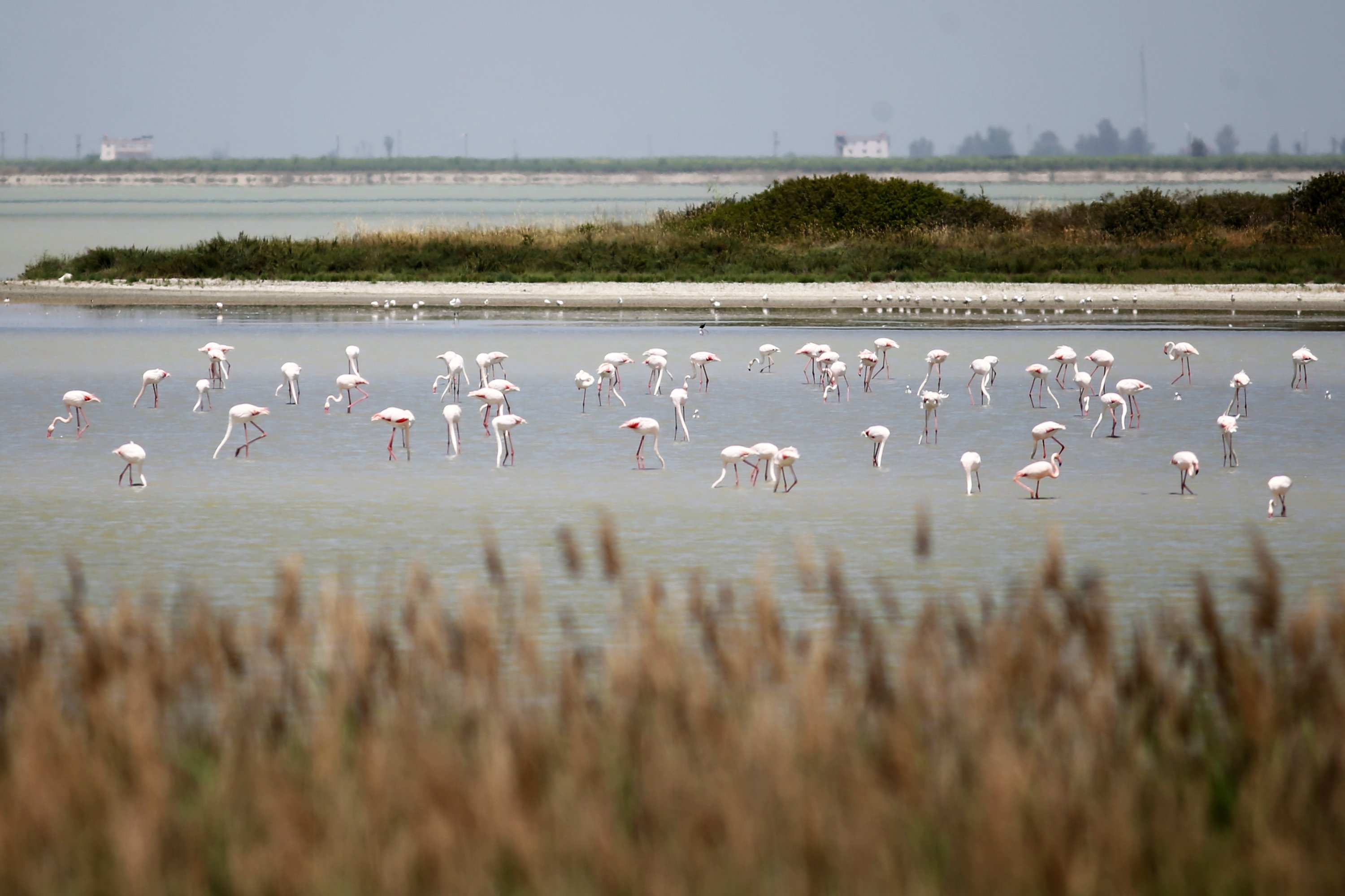 turkey s wetlands favorite hub of migratory birds daily sabah