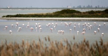 Flamingoes rest at a wetland in Adana, southern Turkey, May 9, 2021. (AA PHOTO) 
