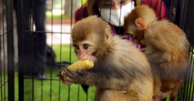Monkeys are seen with Gaziantep Mayor Fatma Şahin in Gaziantep Zoo, Turkey, May 10, 2021. (AA Photo)