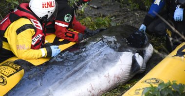 Lifeboat workers attempt to assist a stranded young Minke whale on the River Thames near Teddington Lock, in London, U.K., May 10, 2021. (AP Photo)