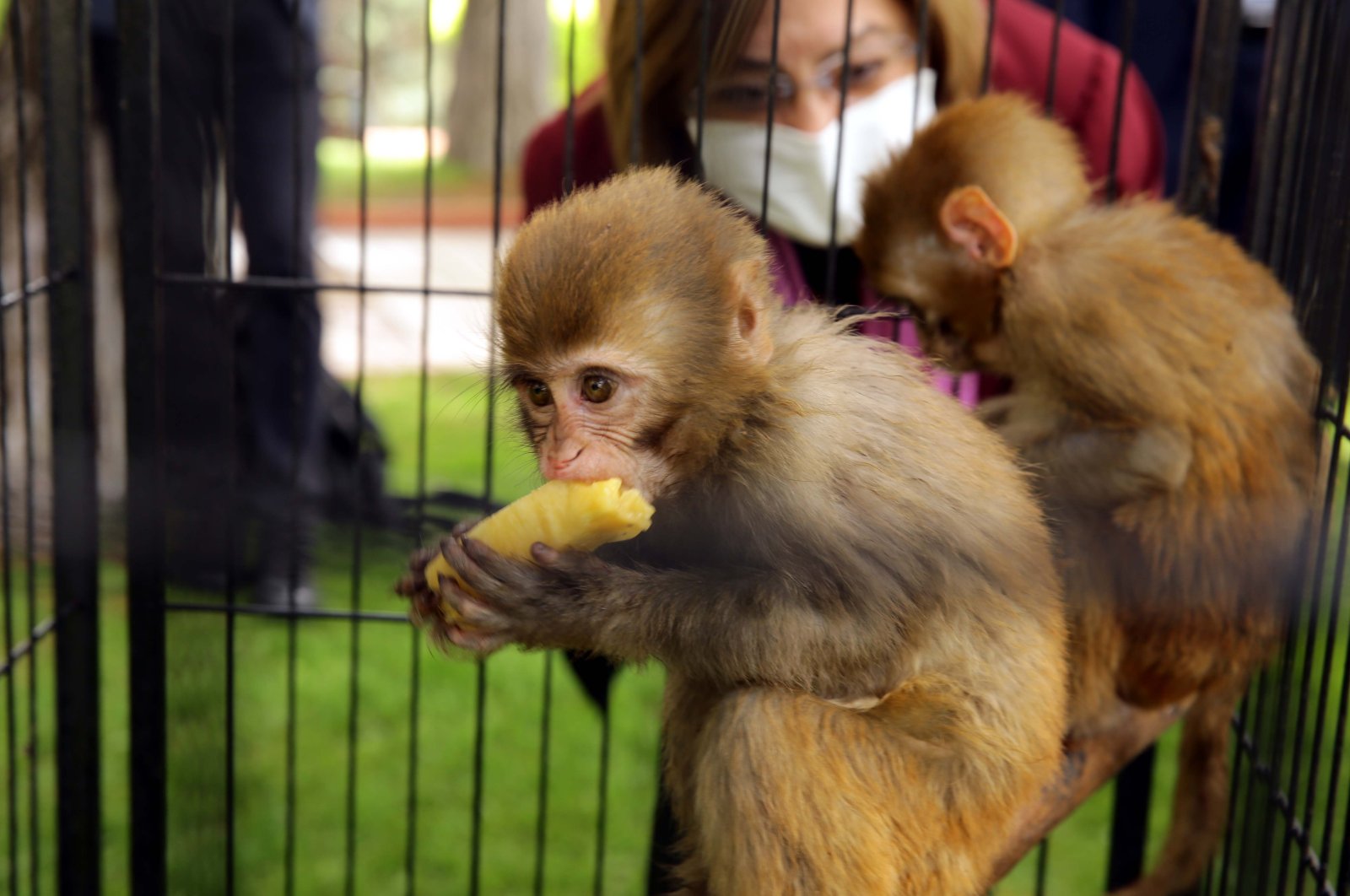 Monkeys are seen with Gaziantep Mayor Fatma Şahin in Gaziantep Zoo, Turkey, May 10, 2021. (AA Photo)