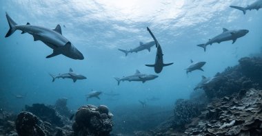 Sharks use the Earth's magnetic field as a sort of natural GPS to navigate journeys. (Shutterstock Photo)