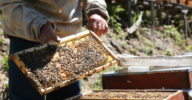 A beekeeper shows a honeycomb covered in honeybees, in Giresun, Turkey, May 17, 2021. (AA Photo)